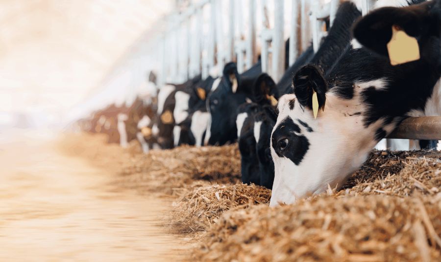 Canadian canola meal supplier for feed applications